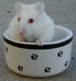 HammyFerdanova's profile picture. Breeder Hamster in Indonesia, specially for Makassar located & selling another about hamster.