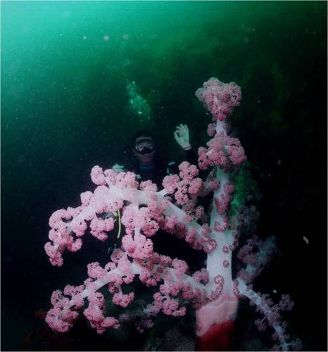 Diver