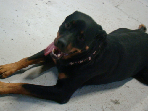 dogslifeCamb's profile picture. Doggie Day Care, Grooming, Canine Massage Therapy.  Huge Facility, professional staff, lots of doggie love