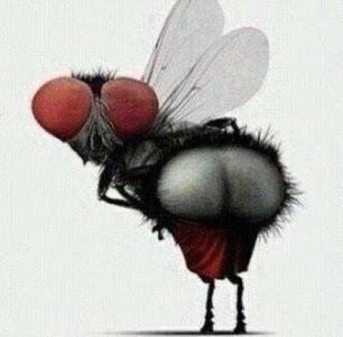 یک بگا رفته
