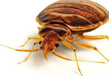 Bed bug laundry and dry cleaning services for NYC, Brooklyn, Queens, Long Island and Westchester. Fast, discreet pick-up and delivery.