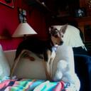 Molly Schmidt - @MoodleSchmidt - Twitter