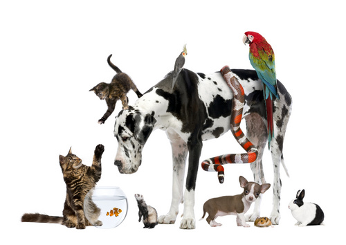 We are pet owners and want to provide you with quality products at reasonable prices.  We provide for birds, cats, dogs, small animals, and aquariums.