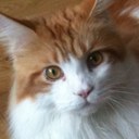 Dan rollins - @bigrol83 - Twitter