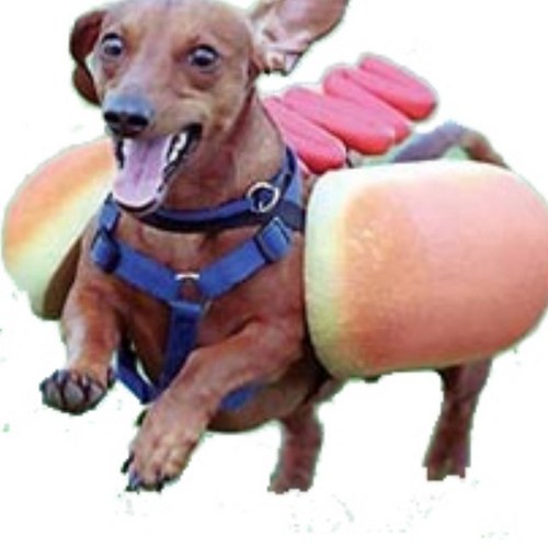 FilthyWeinerDog's profile picture. Subscribe to FilthyAnimalNation!