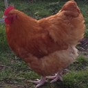 Fiona Gibson - @Ministitch2 - Twitter