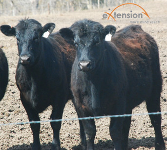 The Beef Cattle CoP is a website whose target audience are producers and extension educators with a goal to provide  access to research-based information online