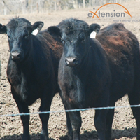 BeefCattle eXtension (@beefcattleexten) 's Twitter Profile