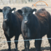BeefCattle eXtension (@beefcattleexten) Twitter profile photo