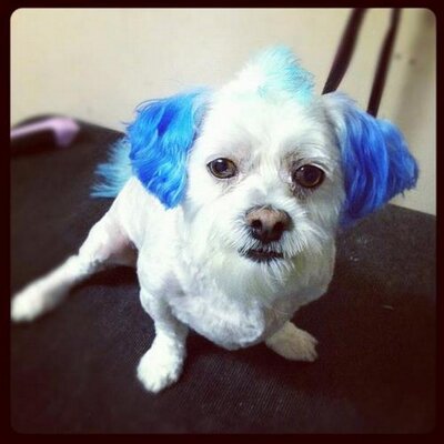 Dog Grooming Mt Juliet Tn Dog Grooming Mt Juliet Tn