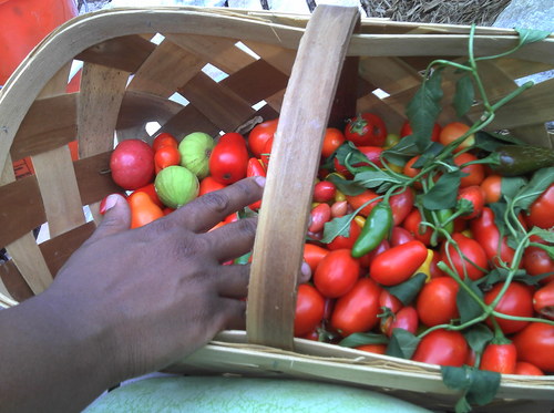 We are so excited about GSI! If you would like to volunteer send us an e-mail at greenspacenc@gmail.com!

Save Your Seeds!