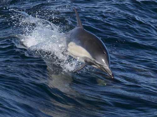 Wildlife Biology Consultant working in Southern California focusing on work with large and small cetaceans (whales & dolphins).