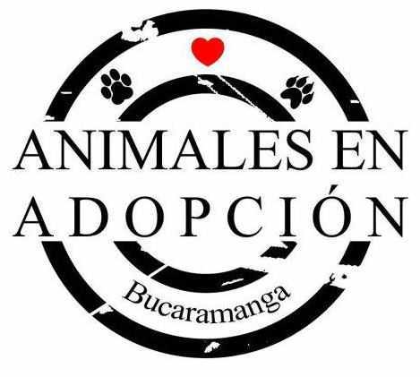 En bucaramanga la cultura de adopción es casi nula . Es urgente que nos unamos para salvarlos, los animales son amigos incondicionales que alegran nuestra vida