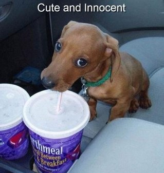 tylerlowery3's profile picture. @carewolf8 daily limit account