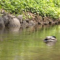 isshy799on's profile picture. 日々だるんだるん。