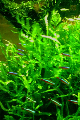 lau3305's profile picture. a nature lover whom love pets and flowers more than anything else in the world, profess to know all the pet shops in whole of malaysia.