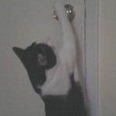 Diana Coco - @CocoDda - Twitter