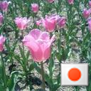 日本人の日本を守りたい。現在日本はグローバリストDSに侵略されて、TVによる洗脳で存亡の危機にひんしています。パンデミック条約、緊急事態条項反対。スパイ防止法制定。外国人参政権移民政策反対。国連敵国条項撤廃。21年9月ワクチン後遺症で重症筋無力症発症、解毒中です。DM お断りします。日本人は繋がりましょう。六四天安門