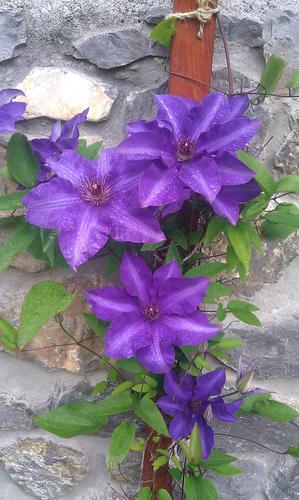 GardenForAll's profile picture. Information and gardening tips for beginners.