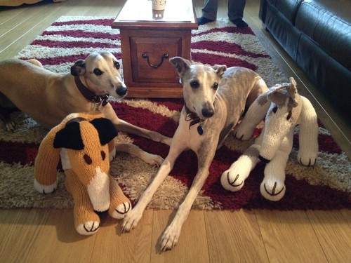 two whippets Zack 10 and Indy 9 likes; food, chasing squirrels, snoozings dislikes; attention seeking staffie sister