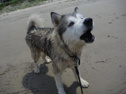 Alaskan Malamute, loves naps, pats, long walks and dinner time. Diabetic since 2007 (and loving it!) Proud member of #Over10Club