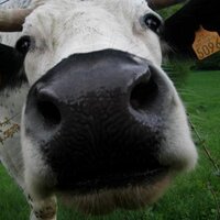 Alsace Munster (@alsacemunster) 's Twitter Profile Photo