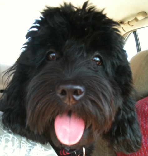 Muh name is Mr.Cooper! Born on 8.19.10..i am one chill Cockapoo, Follow me on IG:  Mr_CooperOnyx  I LOVE da Beach in OC Cali n' tastytreats
