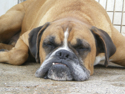 Núcleo Zoológico: B-2500438
Horario: de 09:00 a 17:00
Tel.: 608 522 724
Es uno de los centros de Fundación Altarriba para animales abandonados.