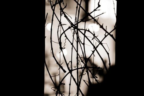 diegobosoni1's profile picture. 