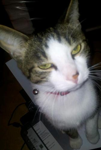 BeckyPtitSouris's profile picture. 