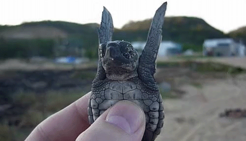 não tem frase bonita, nada de criatividade, nada de engraçado, nada que você goste, mas tem o botão pra seguir ai do lado, então faz um favor clique nele !
