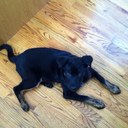 Scott Morrison - @dogpoundscott - Twitter