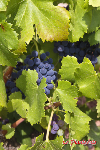 Elaborem vins de collita propia a la DOQ Priorat des de 1910, vins: #plantadeta #masdenbernat i #petalsdegarnatxa.