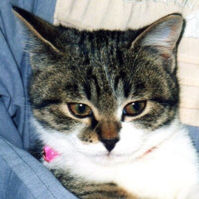 ほしのなつみ 21 2月22巻発売 ねこぱんち ほしのはしばらく休載中です キジトラ猫 の小梅さん は来年2月頃から再連載予定です 只今 来年1月下旬発売予定のイラスト集の作業をしています 写真は小雪のモデルのくう あくびしかけたところ ほしのなつみ 21 2月22巻発売 ねこぱんち ほしのはしばらく休載中です キジトラ猫 の小梅さん は来年2月頃から再連載予定です 只今 来年1月下旬発売予定のイラスト集の作業をしています 写真は小雪のモデルのくう あくびしかけたところ