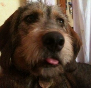 Canelle_du_93's profile picture. J'suis une chienne et j'assume totalement .  alors follow me pour avoir au moins 1 chien dans ta #TL .