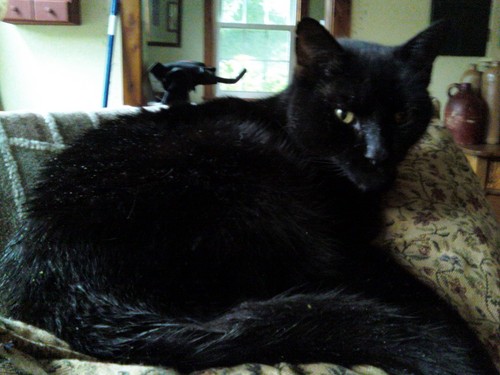 Do I look like I'm lickin' milk from a saucer boy? Am I hoppin' from tree to tree all nimbly bimbly like?