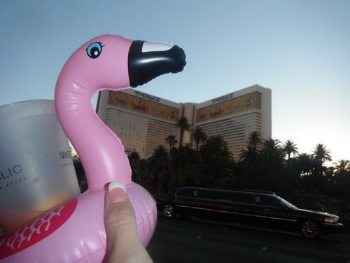 The official Twitter page of Frank De Flamingo. Let's be friends! Follow me on Twitter and add me on Facebook :)