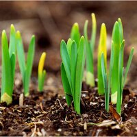 Botanicum Seedlings (@botseedlings) 's Twitter Profile