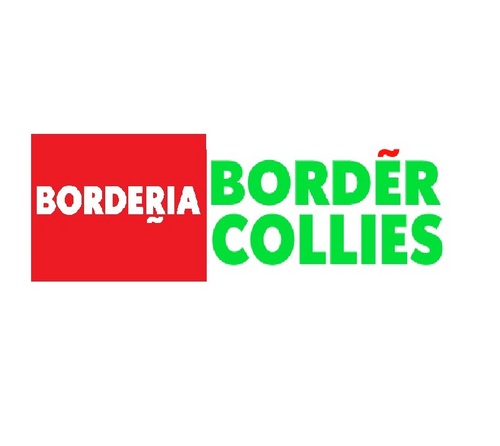 Border Collies Rule!!!