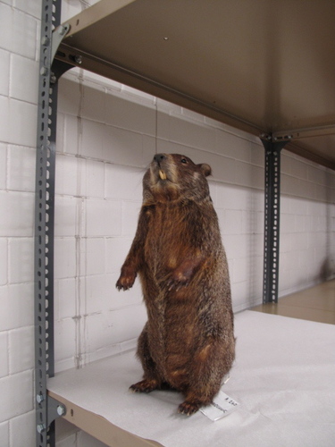Museology researcher and filmmaker doing a PhD about taxidermy. Likes rummaging through old stuff.
