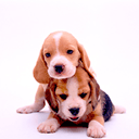 mariacabralf's profile picture. I LOVE WWE, MY FAVOURITE SUPERSTAR IS JOHN CENA, AND MY FAVOURITE DIVA IS KELLY KELLY