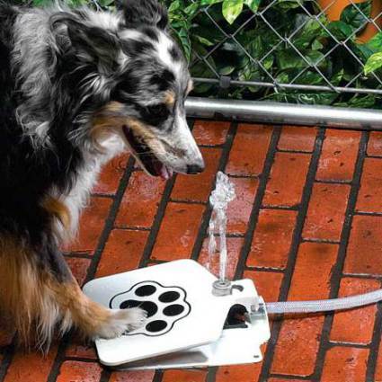 Integrative Veterinary Medicine with an Emphasis on Naturopathic Care.