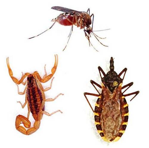 VectoresGro's profile picture. Departamento de Prevención y Control de Enfermedades Transmitidas por Vector. SESA Guerrero