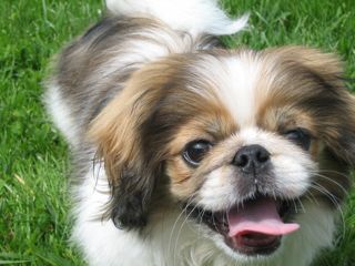 My name is Winnie. I’m a Pekingese. I weigh in at about 13.4 pounds and I stand ten inches high. But I can jump a LOT higher!