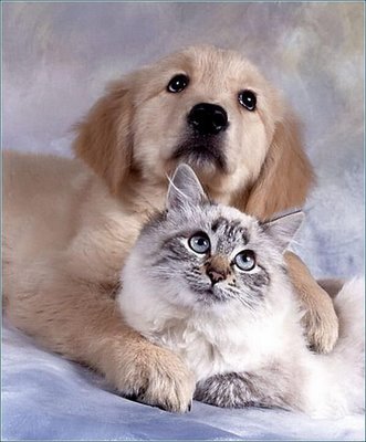 Nossos Pets são as coisas mais preciosas que temos se você ama muito o pet que tem você vai querer seguir !  ᵔᴥᵔ