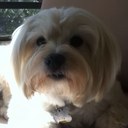 nancy levy - @LevyLevynancy65 - Twitter