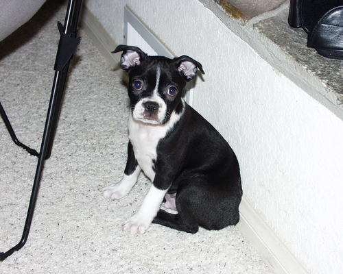 senrabnitsuj's profile picture. Husband, dog dad, world traveler, tropical gardener