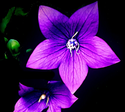 kingsofleonpj's profile picture. Mother