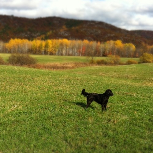 PontiacEnchante's profile picture. Classical, chamber, jazz, solo, pianist & Co.
we play in a converted  wooden acoustically decadent horse barn.