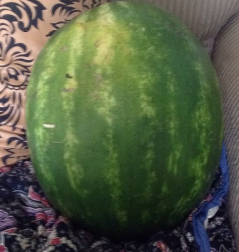 sh1tbreather's profile picture. 